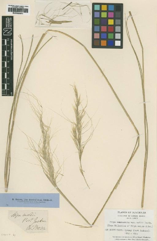 Stipa mollis R.Br. - BM000895870