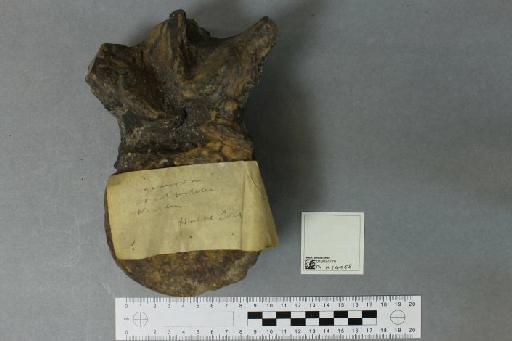 Iguanodon Mantell, 1825 - 010034770_L010094051_(2)