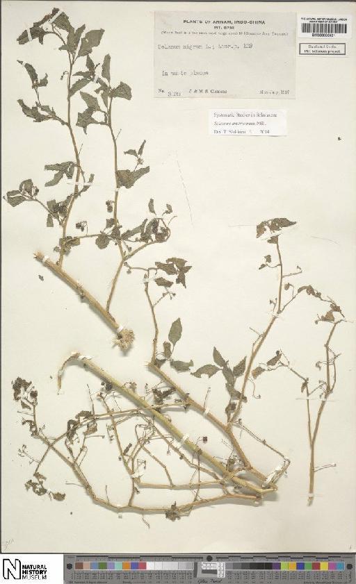 Solanum nigrum L. - BM000886021