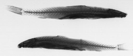 Exostoma feae Vinciguerra, 1890 - BMNH 1893.2.16.21-22, SYNTYPES, Exostoma feae, radiograph