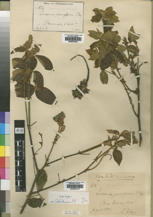 Eriosema montanum Baker f. - BM000842428