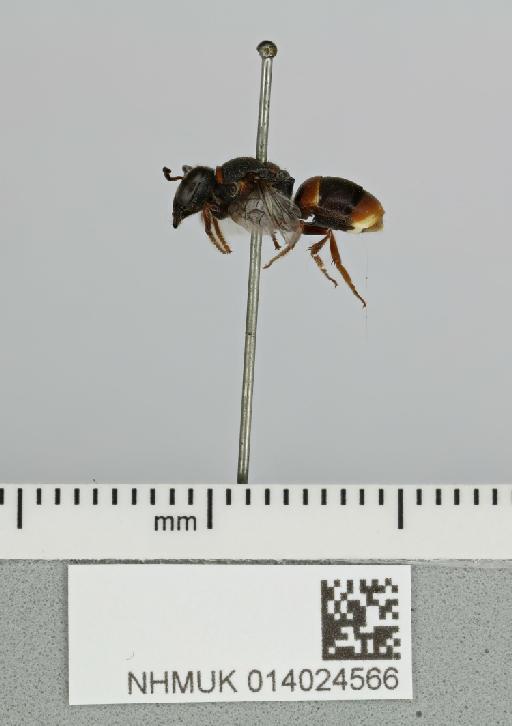 Hyleoides bivulnerata Cockerell, 1921 - 014024566__-