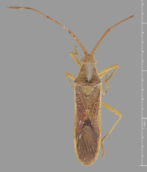 Homoeocerus fraternus Distant, 1908 - Homoeocerus fraternus-BMNH(E)884091-Syntype male dorsal