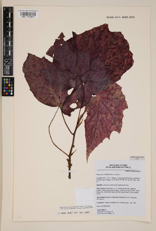 Begonia chemillenensis Moonlight × B. arrogans Irmsch. - 015729873