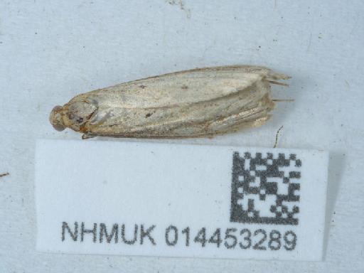 Donacaula forficella (Thunberg, 1794) - 014453289_2