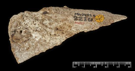 Macrauchenia patachonica Owen, 1840 - NHMUK PV M 43402 X (1).tif