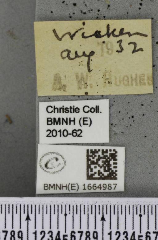 Eilema complana (Linnaeus, 1758) - BMNHE_1664987_label_288823