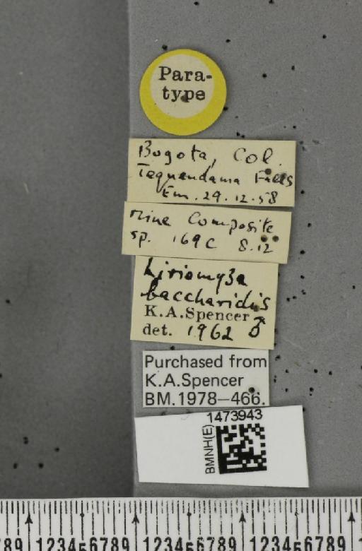 Liriomyza baccharidis Spencer, 1963 - BMNHE_1473943_label_49083