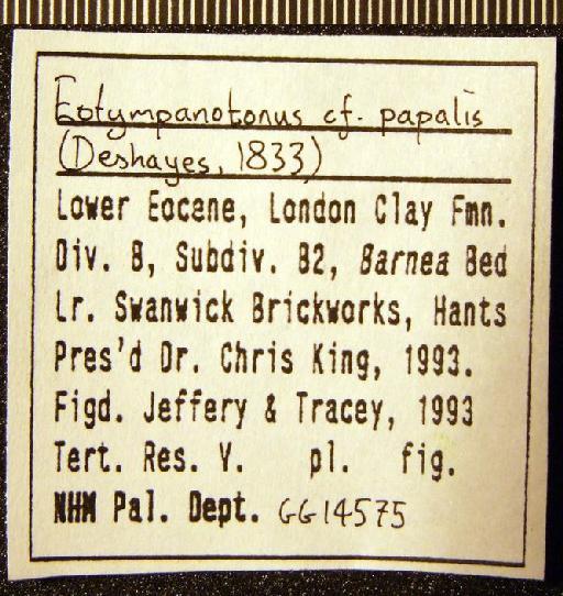 Tympanotonos (Eotympanotonus) papalis (Deshayes, 1833) - GG 14575. Tympanotonos (Eotympanotonos) cf. papalis (label 3)