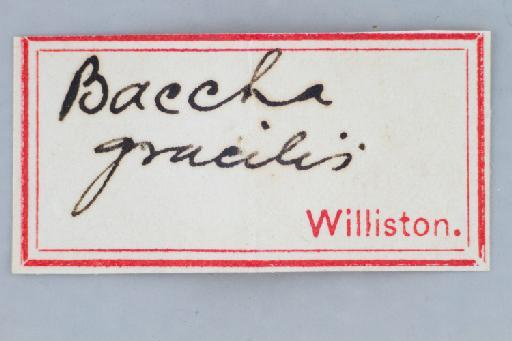 Leucopodella gracilis (Williston, 1891) - Leucopodella gracilis LT labels1