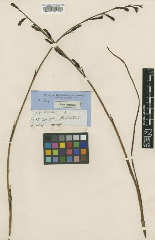 Calochilus campestris R.Br. - BM000051332