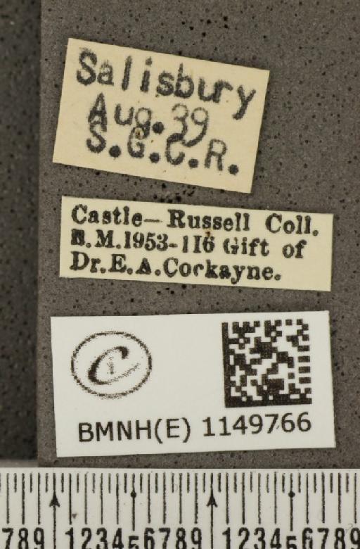 Lysandra coridon ab. pallidula Bright & Leeds, 1938 - BMNHE_1149766_label_102321