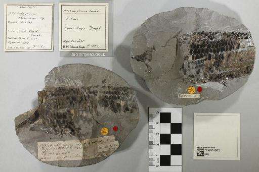 Pholidophorus bechei Agassiz, 1844 - 010031862_L010041572