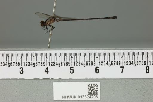 Argia indicatrix Calvert, 1902 - 013324206_lateral