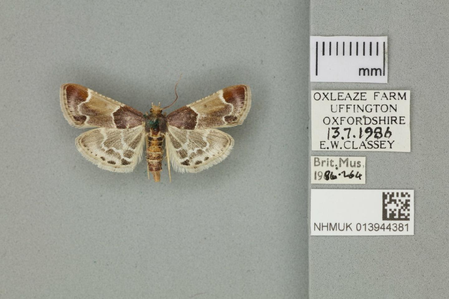 To NHMUK collection (Pyralis farinalis (Linnaeus, 1758); NHMUK:ecatalogue:8858216)