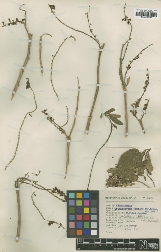 Citharexylum hintoni Moldenke - BM000992724