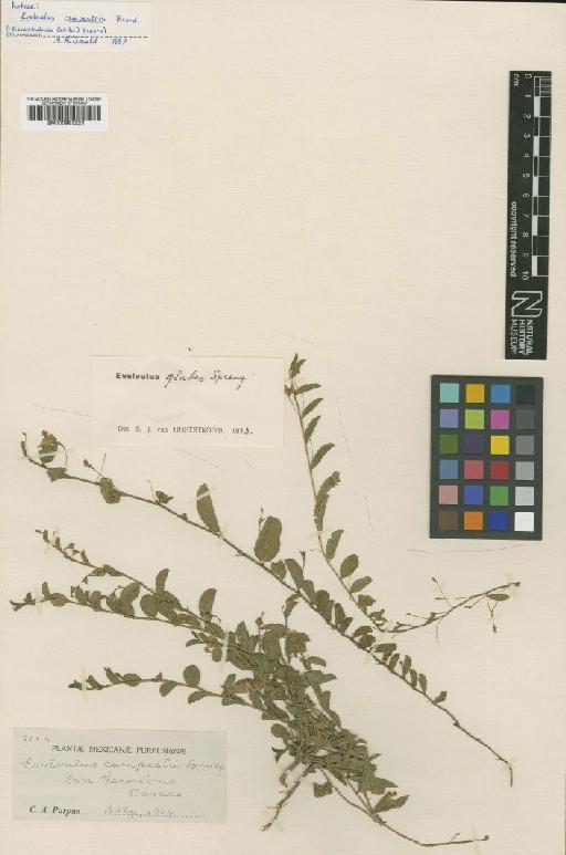 Evolvulus convolvuloides (Willd.) Stearn - BM000953223