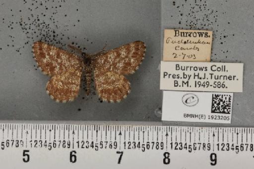 Ematurga atomaria (Linnaeus, 1758) - BMNHE_1923205_487786