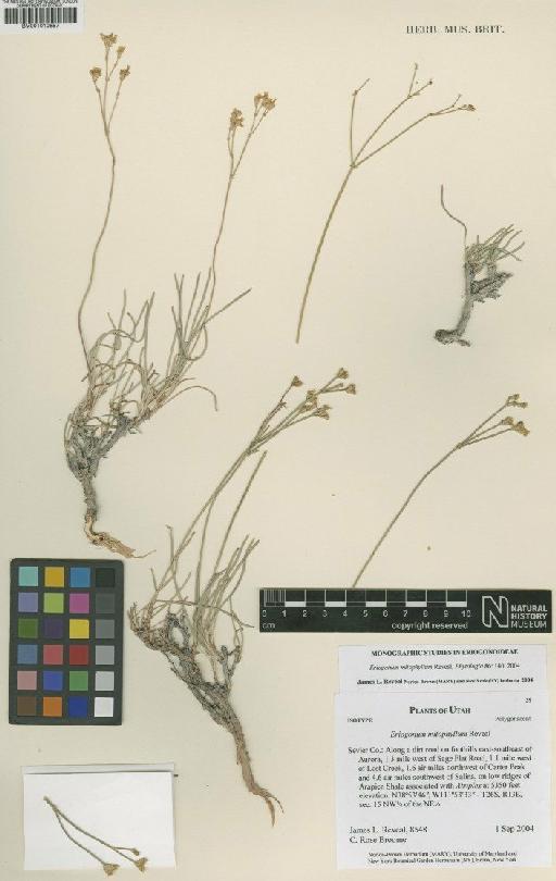 Eriogonum mitophyllum Reveal - BM001010657