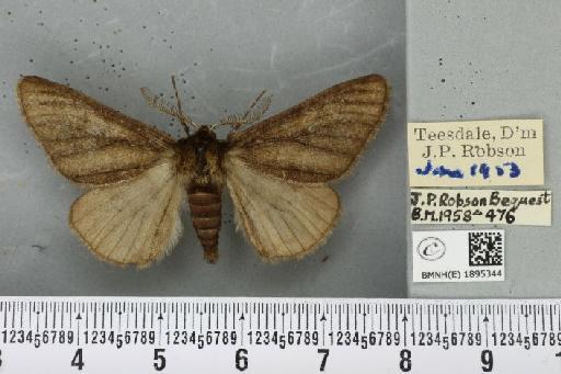 Phigalia pilosaria ab. monacharia Staudinger, 1901 - BMNHE_1895344_456335