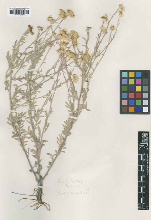 Achaetogeron pinnatifidus A.Gray - BM001009399
