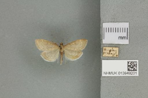 Anania fuscalis (Denis & Schiffermüller, 1775) - 013949201_151449_1084296