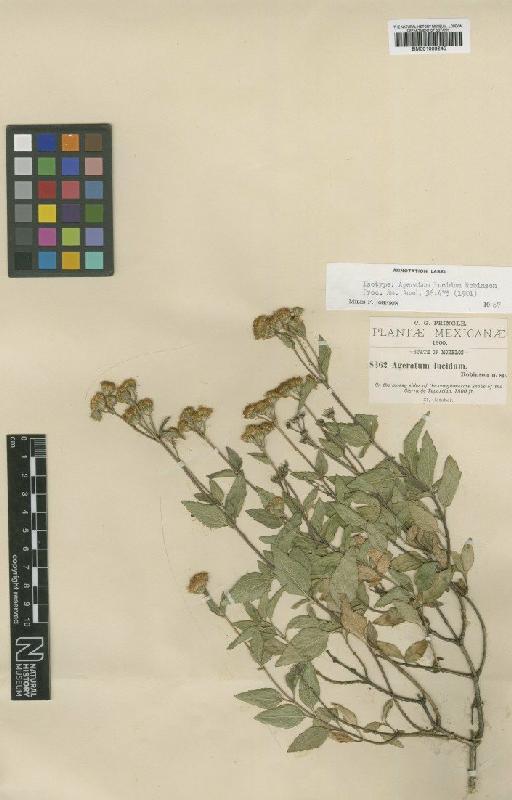 Ageratum lucidum B.L.Rob. - BM001009245