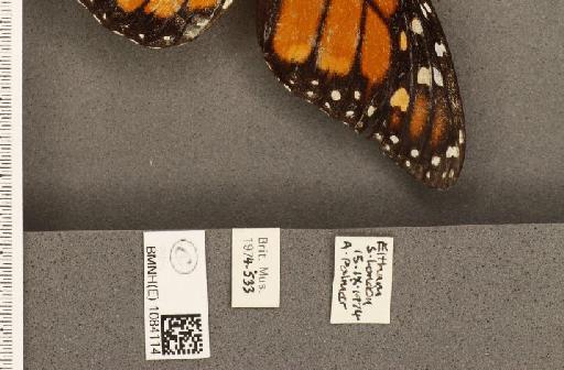 Danaus plexippus (Linnaeus, 1758) - BMNHE_1084114_label_53273