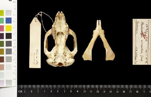 Cuscus ornatus Gray, 1860 - 1860.1.10.18_Skull_Ventral