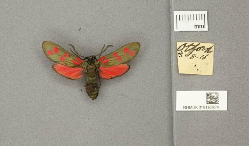 Zygaena (Zygaena) filipendulae stephensi Dupont, 1900 - 015192624_775459_1085133