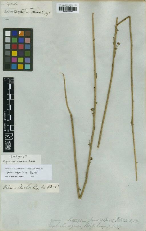 Euphorbia osyridea Boiss. - BM001050436