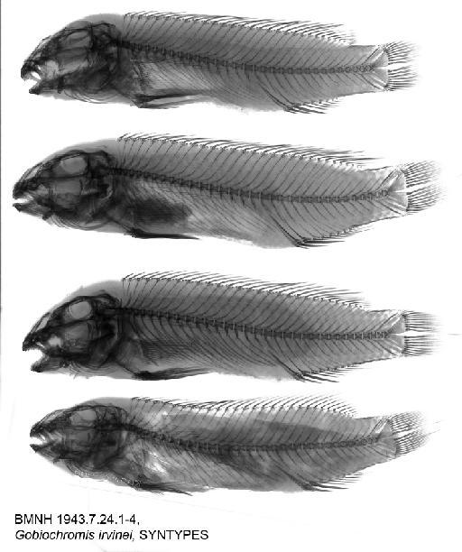 Gobiochromis irvinei Trewavas, 1943 - BMNH 1943.7.24.1-4, Gobiochromis irvinei, SYNTYPES, radiograph