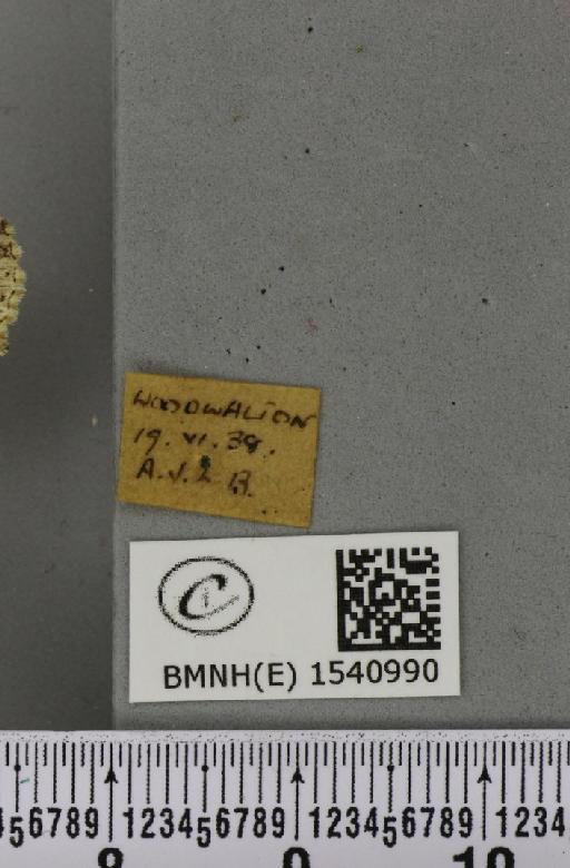 Pterostoma palpina palpina (Clerck, 1759) - BMNHE_1540990_label_246613