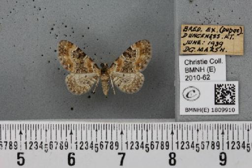 Eupithecia pulchellata Stephens, 1831 - BMNHE_1809910_381934