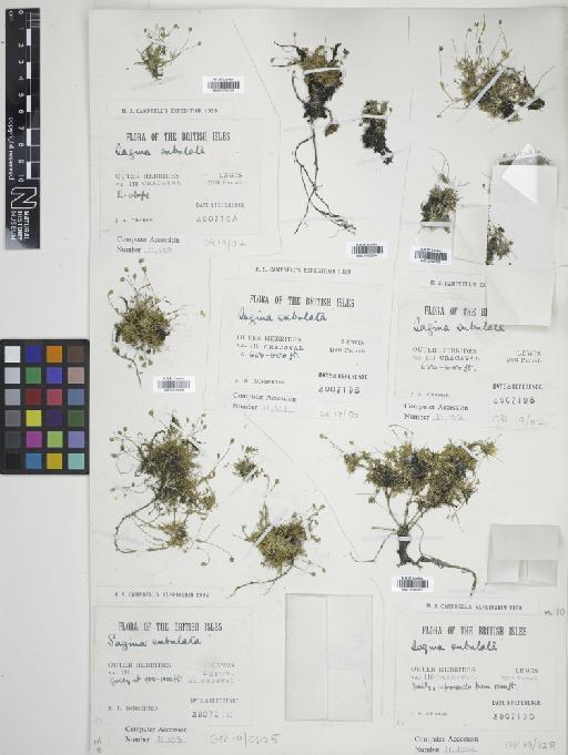 Sagina subulata (Sw.) C.Presl - 010766395_cap