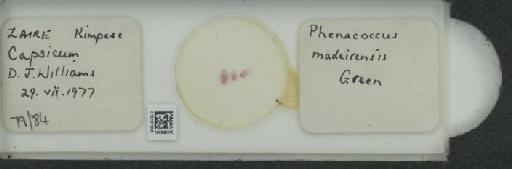 Phenacoccus madeirensis Green, 1923 - 010137908_117332_1101193