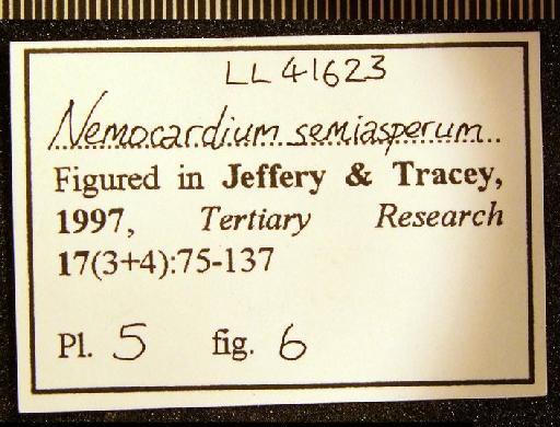 Nemocardium semiasperum (Deshayes, 1858) - LL 41623. Nemocardium semiasperum (label 2)