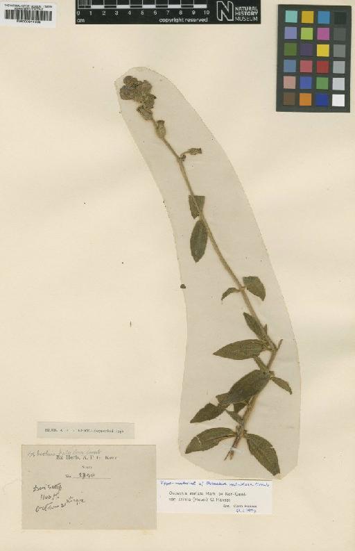 Osbeckia stellata var. crinita (Naudin) C.Hansen - BM000944335