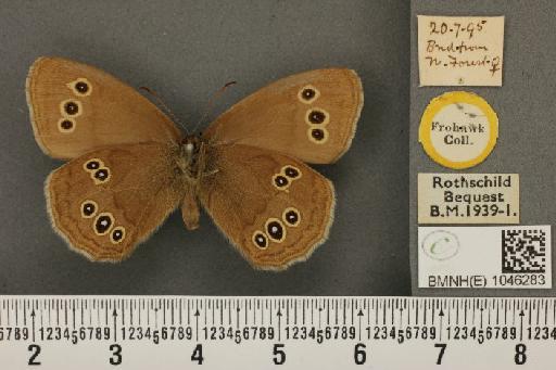 Aphantopus hyperantus (Linnaeus, 1758) - BMNHE_1046283_24491