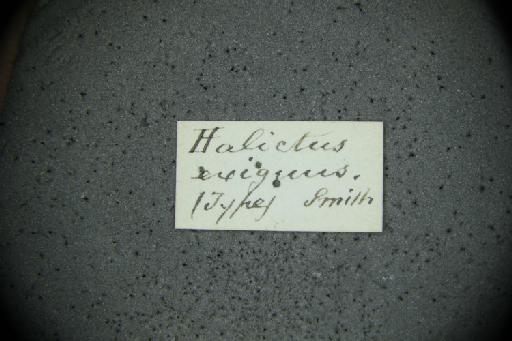 Halictus exiguus Smith, F., 1879 - Halictus_exiguus-NHMUK010265368-type-female-label3
