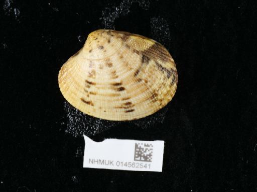 Ruditapes philippinarum subterclass Euheterodonta (A. Adams & Reeve, 1850) - 014562541_4