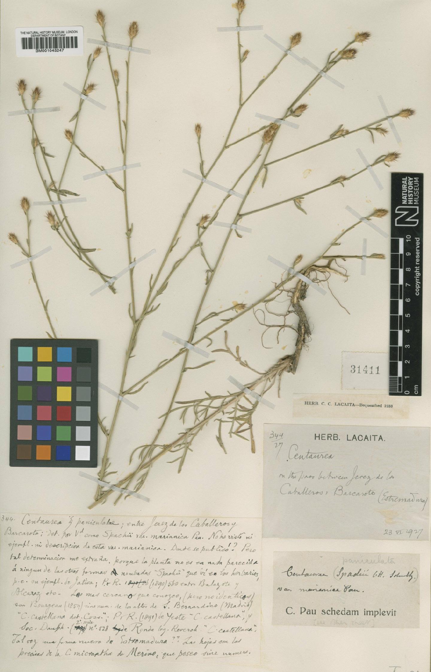 To NHMUK collection (Centaurea boissieri subsp. spachii (L.M.Schultz ex Willk.) Dostal; Type; NHMUK:ecatalogue:1988820)
