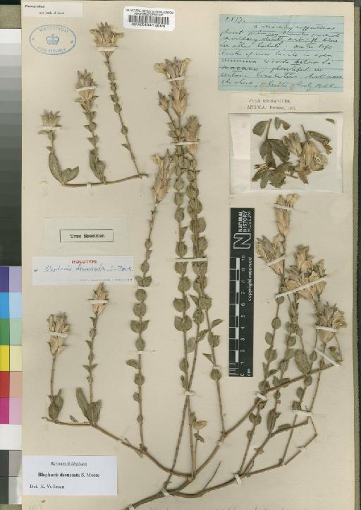 Blepharis decussata Moore - BM000554840