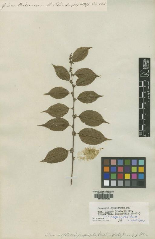 Casearia sylvestris var. lingua (Cambess.) Eichler - BM000624389