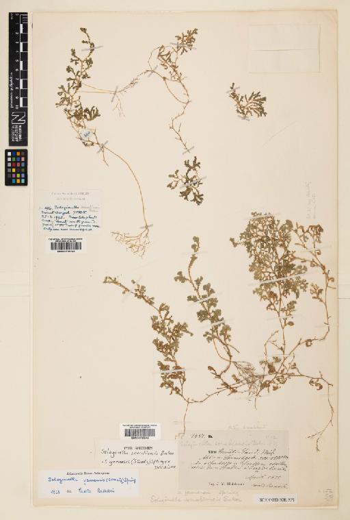 Selaginella yemensis Sw. - 000785242