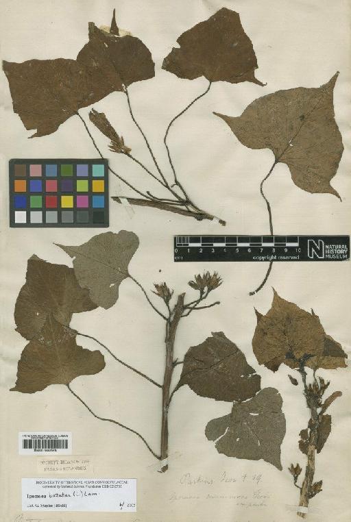 Ipomoea batatas (L.) Lam. - BM001040624