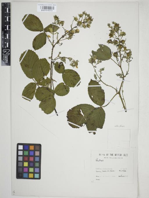 Rubus L. - 015148451