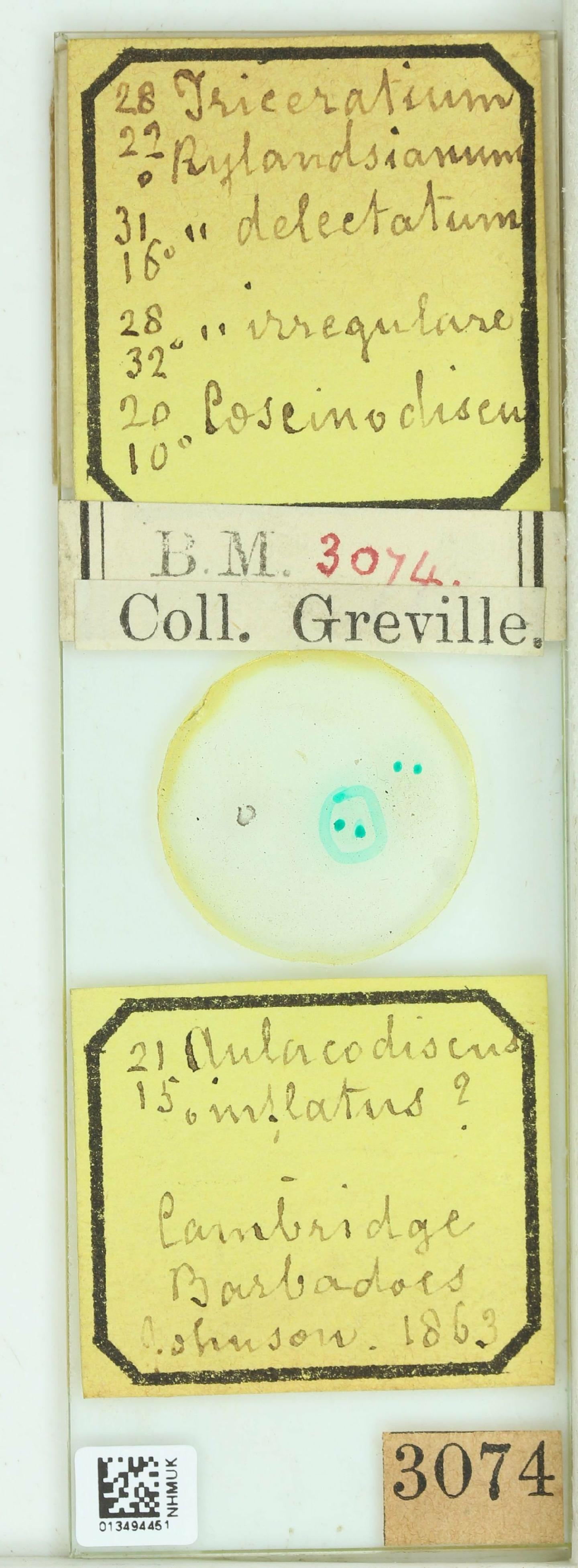 To NHMUK collection (Triceratium irregulare Grev.; Holotype; NHMUK:ecatalogue:4739449)