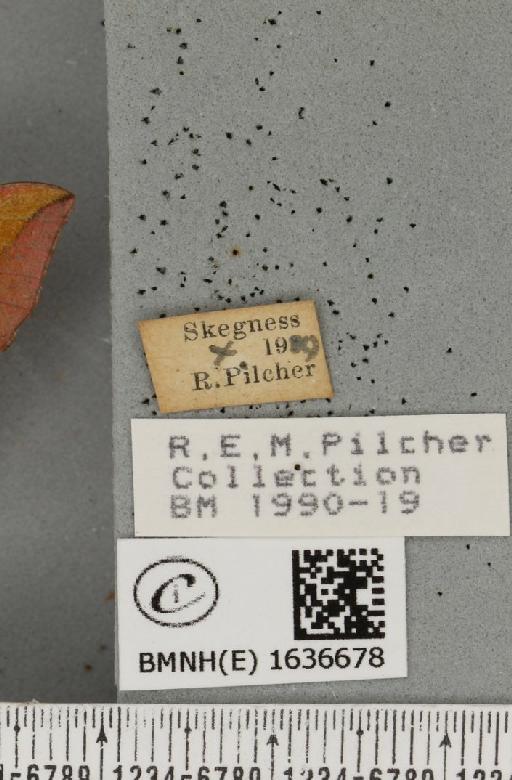 Deilephila porcellus (Linnaeus, 1758) - BMNHE_1636678_label_206742