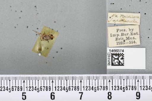 Ceratitis (Pterandrus) rosa Karsch, 1887 - BMNHE_1466374_26900